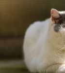 猫咪最新VIPapk污