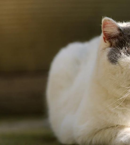 猫咪最新VIPapk污