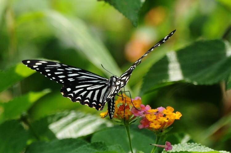 凤蝶直播(二维码)