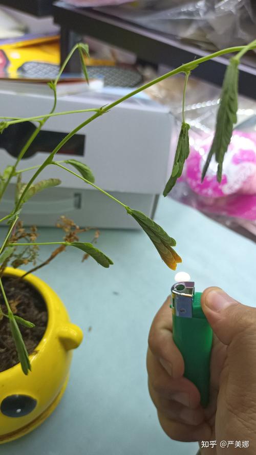 含羞草实验研究所