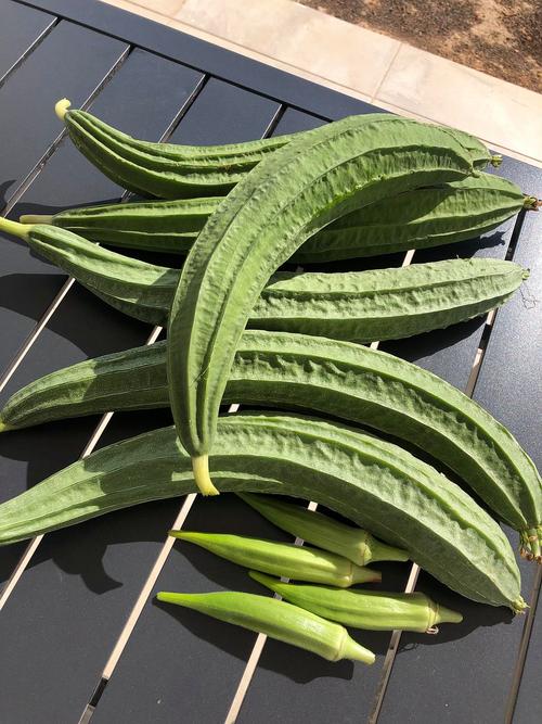 丝瓜樱桃秋葵直播