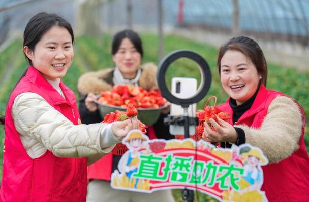 大草莓直播视频