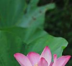 荷花直播app下载