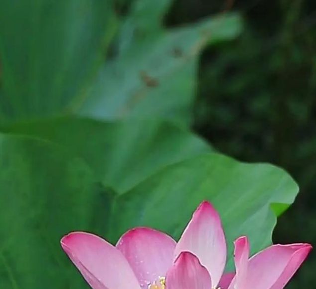 荷花直播app下载