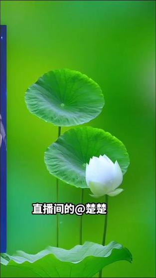 荷花直播app下载