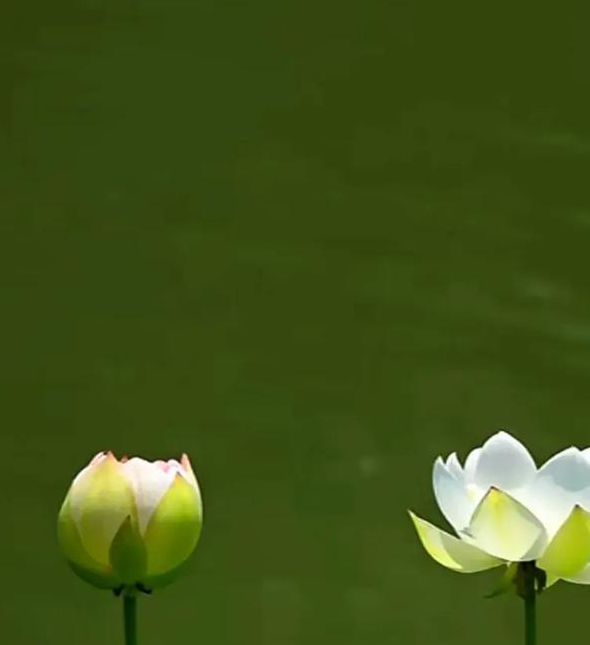 荷花直播app下载