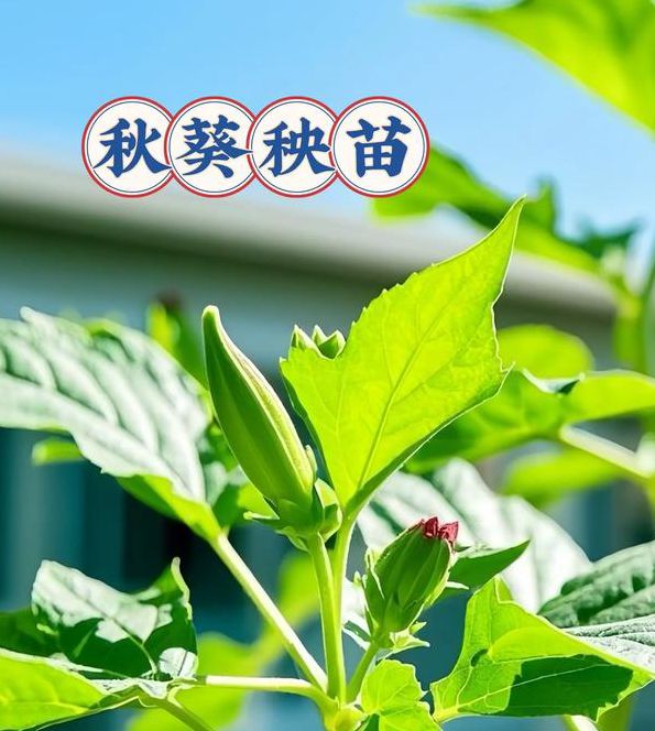 秋葵小蝌蚪榴莲富二代18岁免费版