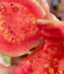 草莓芭乐榴莲向日葵