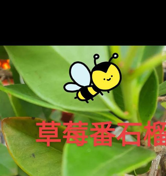 草莓芭乐榴莲向日葵