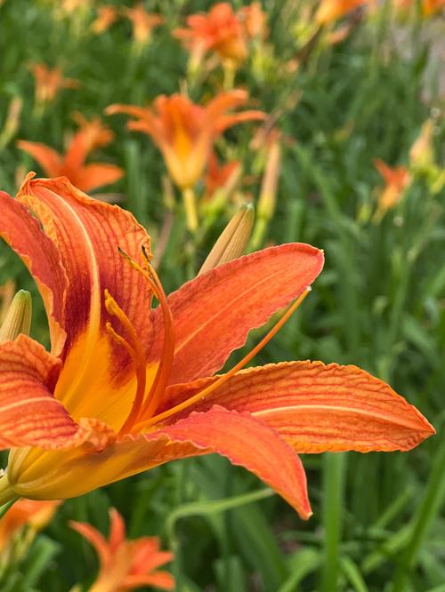 忘忧草社区中文软件