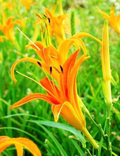 忘忧草社区中文软件