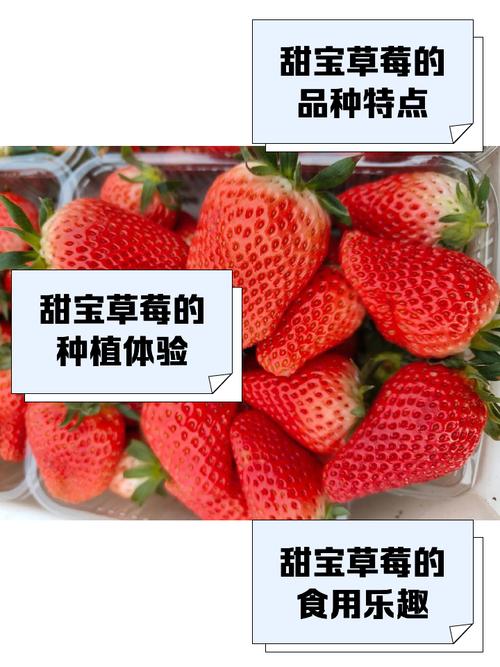 小猪鸭脖草莓视频幸福宝