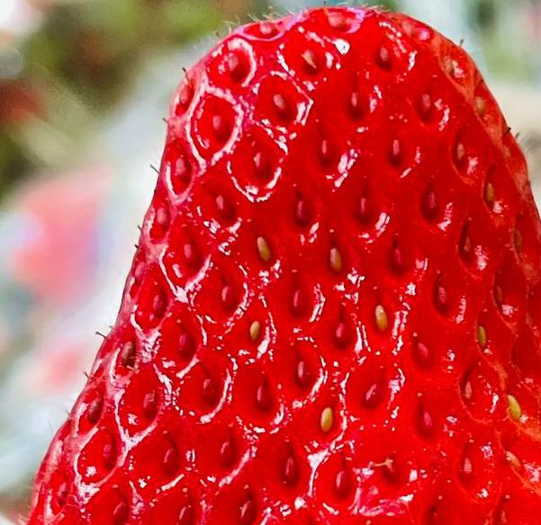 小猪鸭脖草莓视频幸福宝