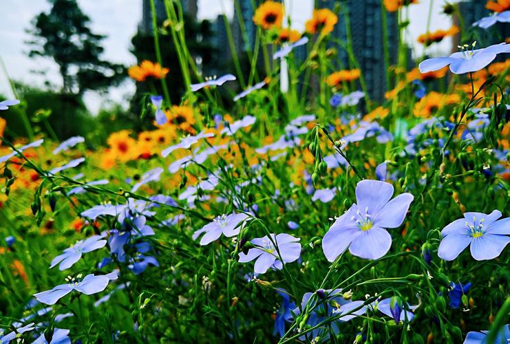 野花社区在线观看免费完整版WWW