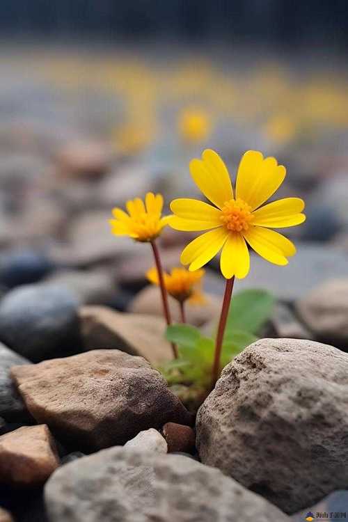 野花社区在线观看免费完整版WWW