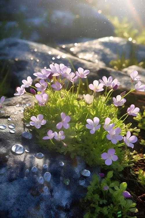 野花社区在线观看免费完整版WWW