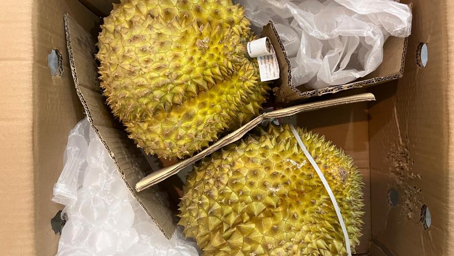 榴莲视频进入18在线观看站长