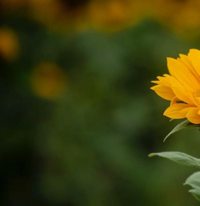 XRK1_3_0ARK向日葵在线观看