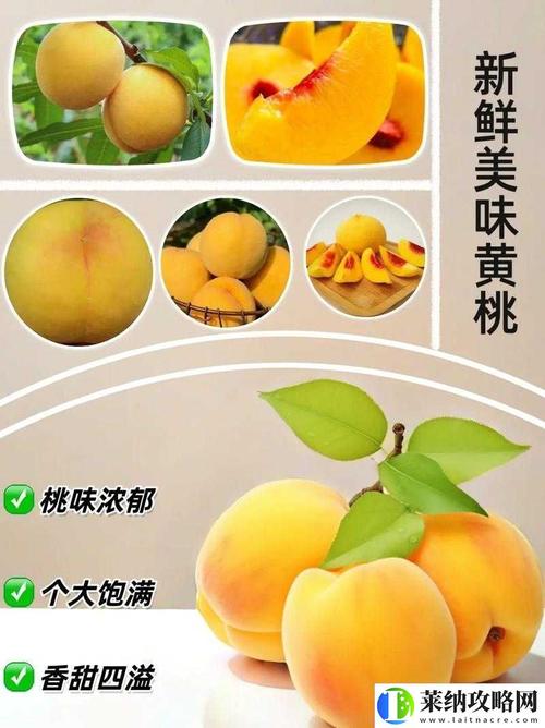 9612黄桃网站进入页面IOS免费