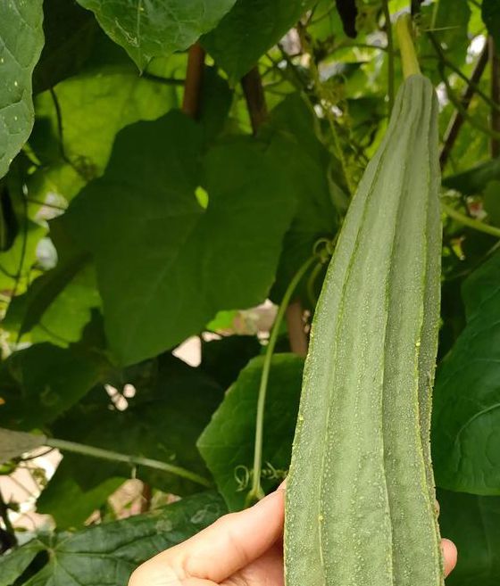 芭乐丝瓜18观看