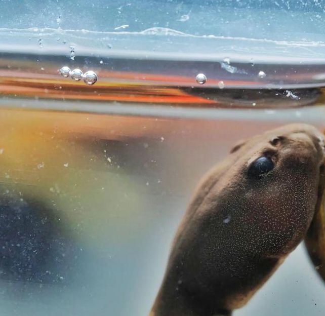 蝌蚪视频无限看在线看