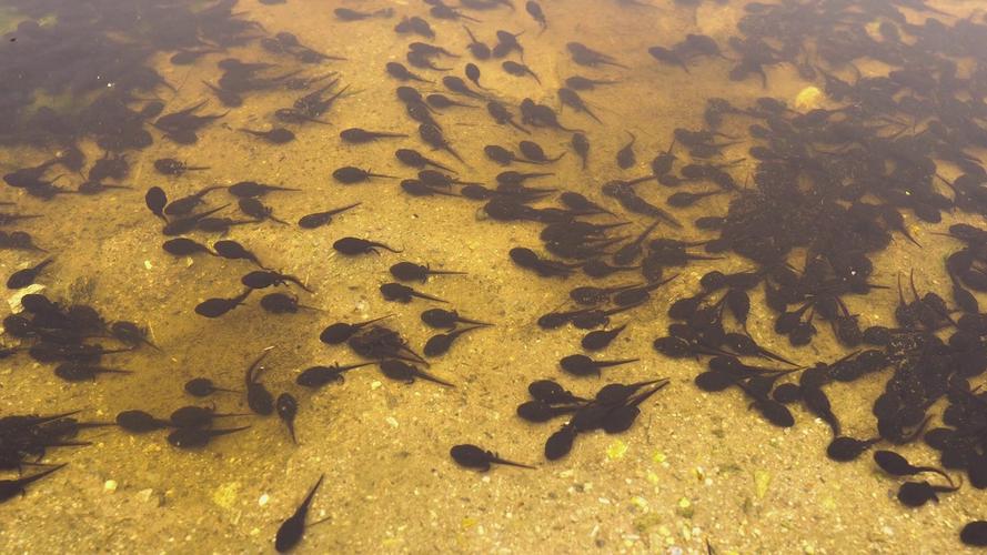 蝌蚪视频无限看在线看