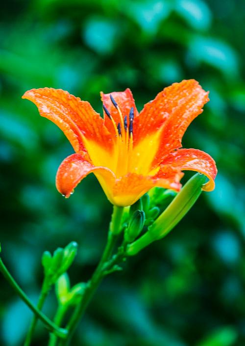 忘忧草wyc.apk1055ios