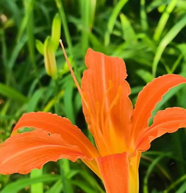 忘忧草wyc.apk1055ios