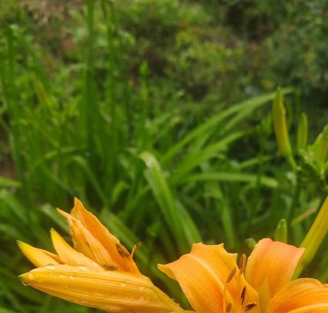 忘忧草wyc.apk1055ios