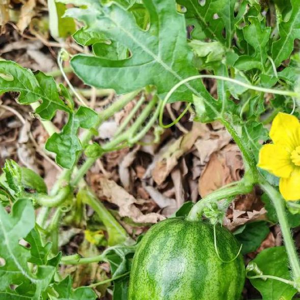 野花影视大全在线西瓜