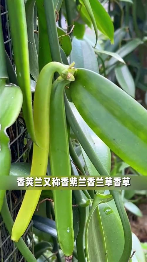 com.香草视频在线观看