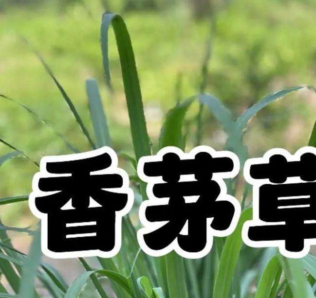 com.香草视频在线观看