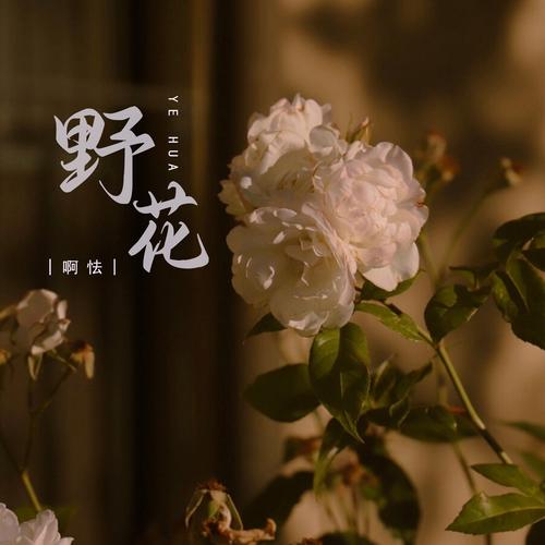 野花视频观看传媒