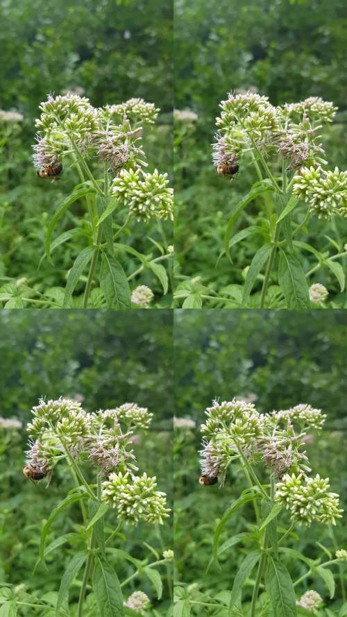 野花视频观看传媒