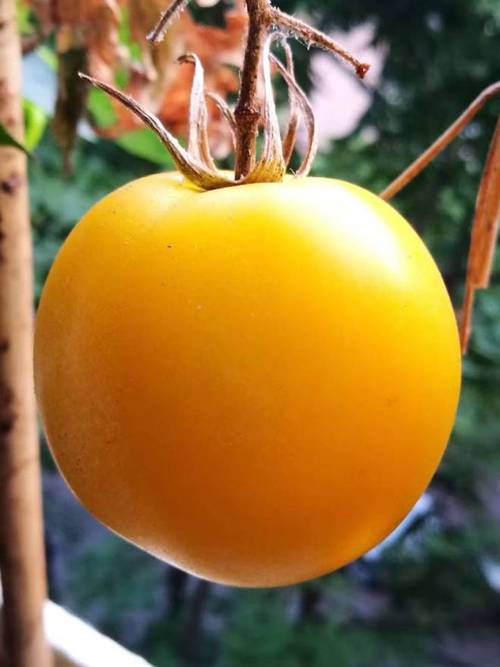 香蕉茄子丝瓜视频