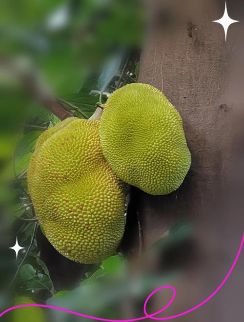 菠萝菠萝蜜高清视频