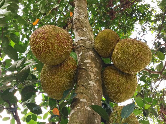 菠萝菠萝蜜高清视频