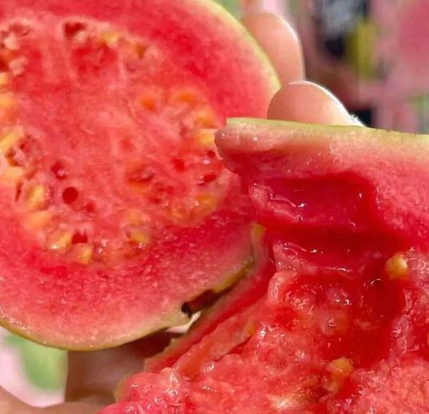 草莓香蕉茄子芭乐菠萝