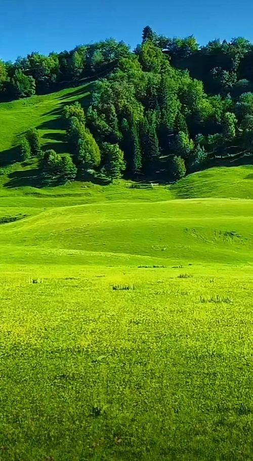 亚洲青青草原天天
