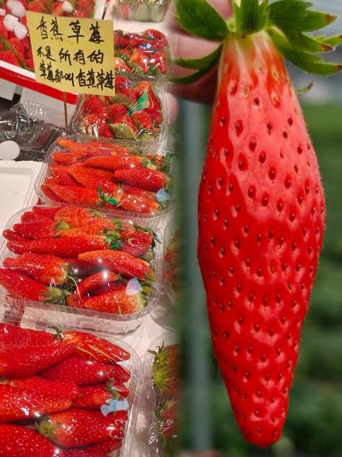 草莓茄子香蕉丝瓜榴莲麻豆最新版