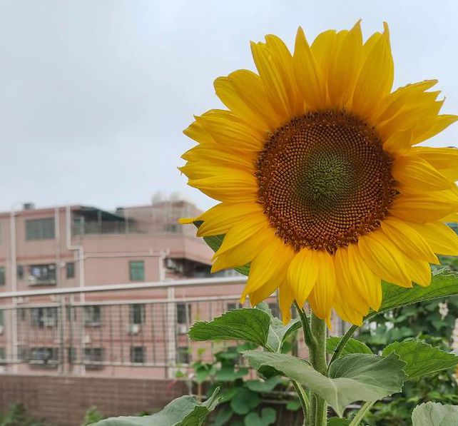 xrk1_3_0ark向日葵BD高清