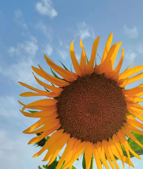 xrk1_3_0ark向日葵BD高清