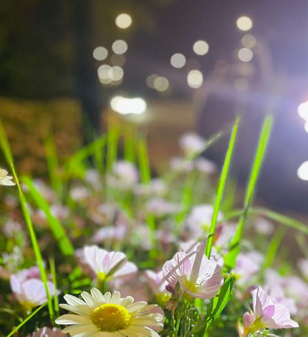 野花社区直播在线观看