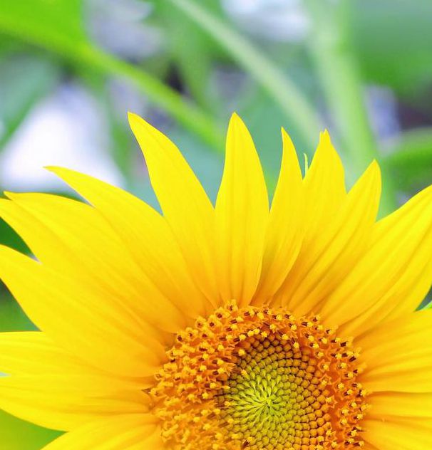 向日葵视频无限看