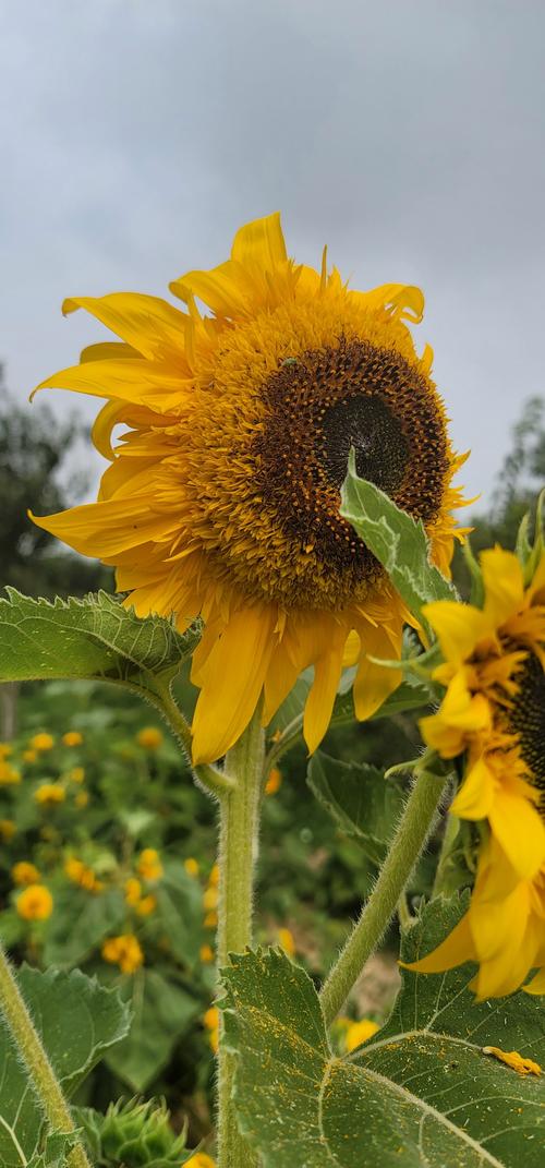向日葵视频无限看
