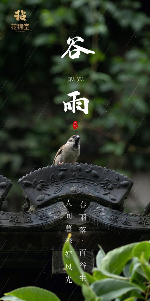谷雨影音下载