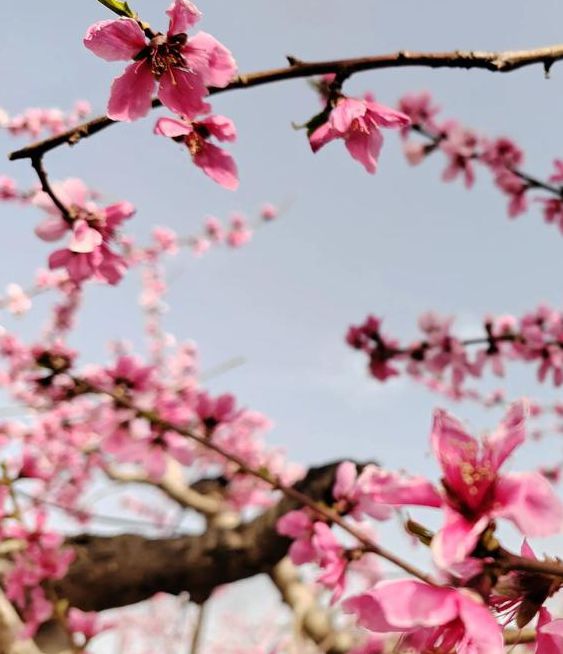 桃花社区视频最新免费版