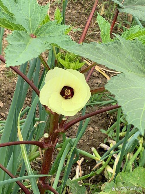 秋葵男的加油站女人的美容院app黄