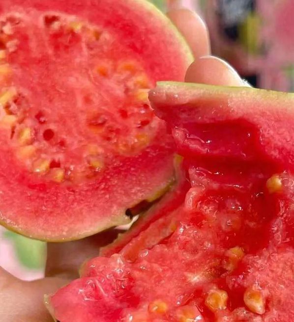 榴莲香蕉草莓芭乐丝瓜向日葵ios