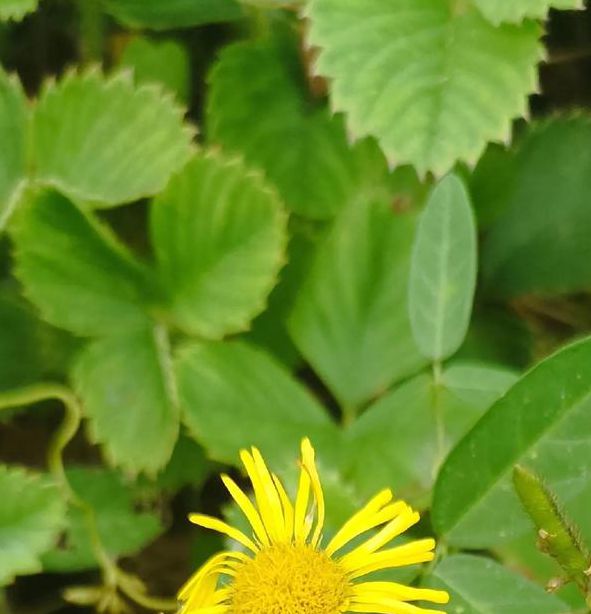 野花视频1.0.8安卓版